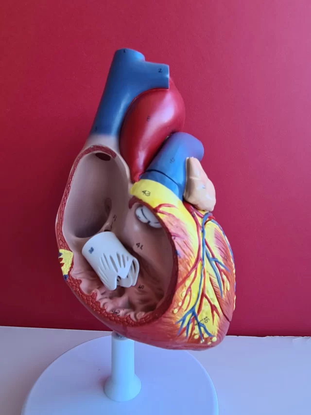 medical-science-education-healthcare-cardiac-vascular-therapy-closeup