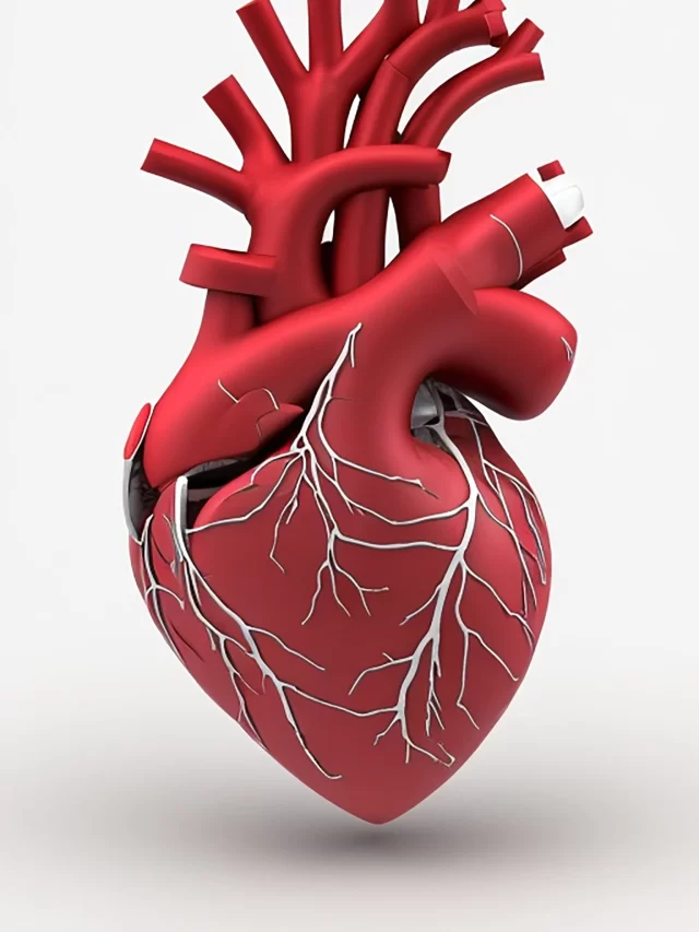 model-human-heart