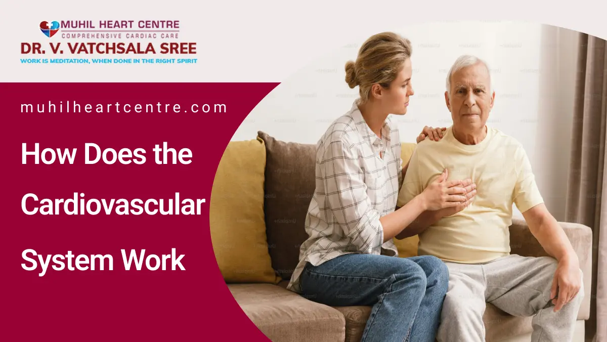 How Does the Cardiovascular System Work | Muhil heart center